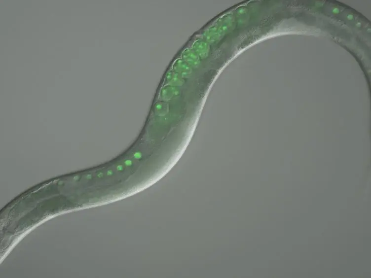 Use of Time Lapse Microscopy to Visualize Anoxia-induced Suspended Animation in C. elegans Embryos
