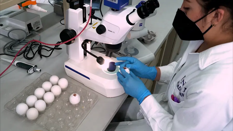 Analisi della differenziazione cellulare, della morfogenesi e del pattern durante l'embriogenesi del pollo utilizzando il test Soaked-Bead