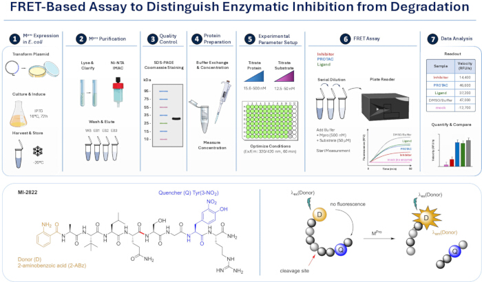 figure-results-1 FRET assay diagram for enzymatic inhibition, including protein purification and data analysis steps.