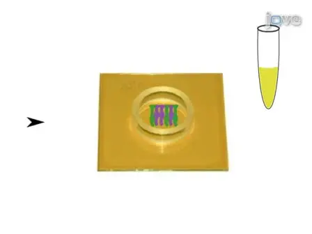 Array registrazioni Multielectrode dell'epitelio Vomeronasal