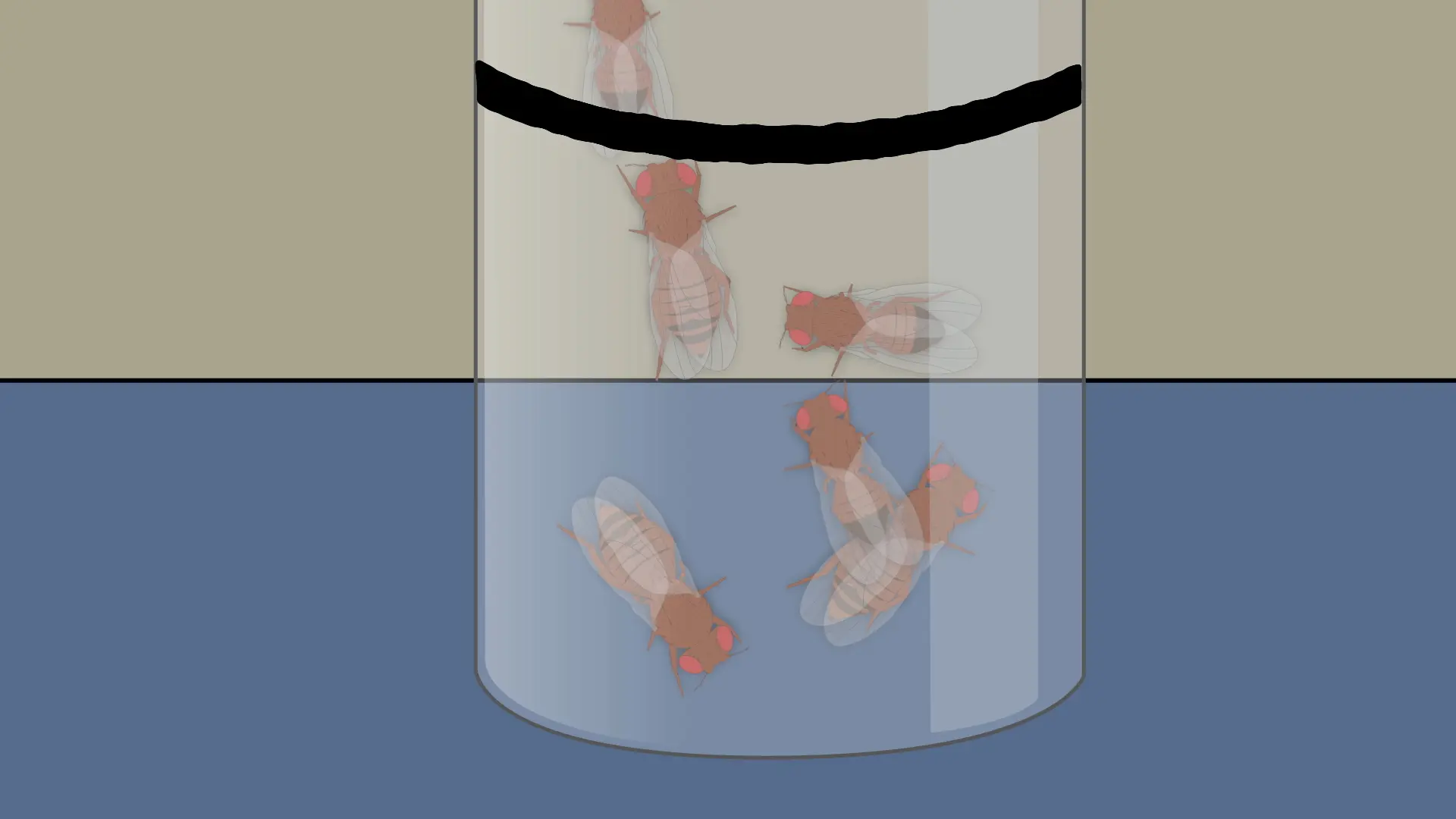 Saggio di arrampicata volante: un metodo per testare la locomozione generale in Drosophila melanogaster