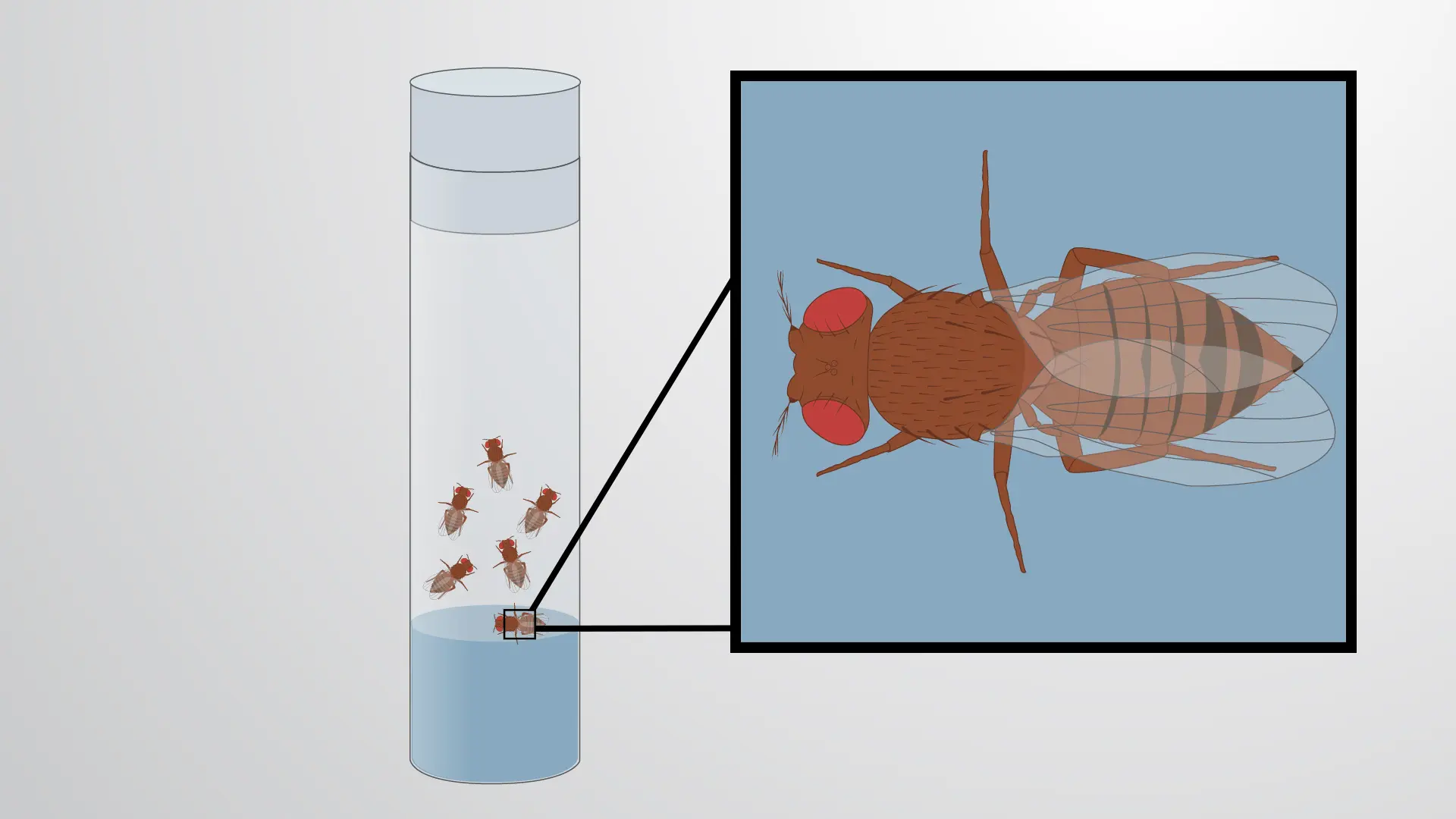 Protocollo sulla durata della vita per Drosophila melanogaster: generazione di curve di sopravvivenza per identificare le differenze nella longevità della mosca