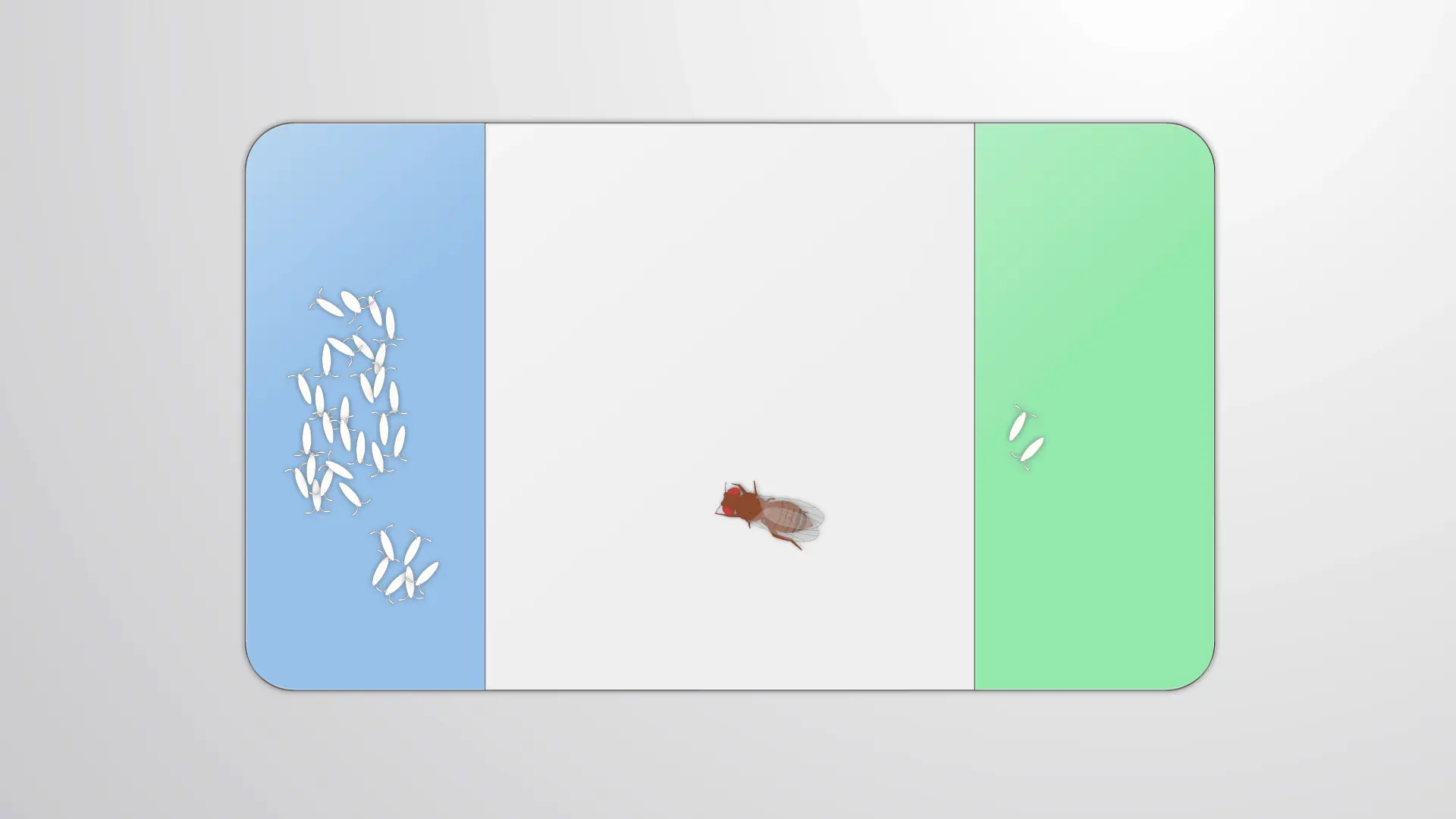 초파리 Egg-Laying Preference Assay: A Method to Test Decision-Making in Flys(알낳기 선호도 분석: 파리의 의사 결정을 테스트하는 방법)