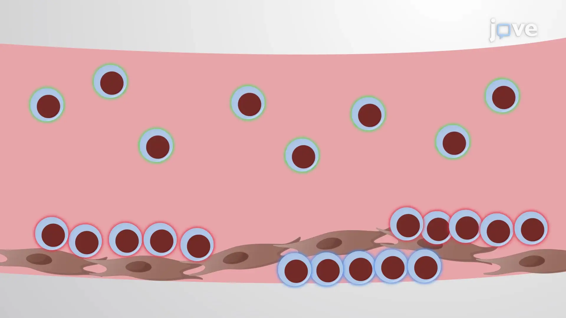Co-cultura 2D de células leucêmicas com BMSCs: um método para obter subpopulações de células leucêmicas