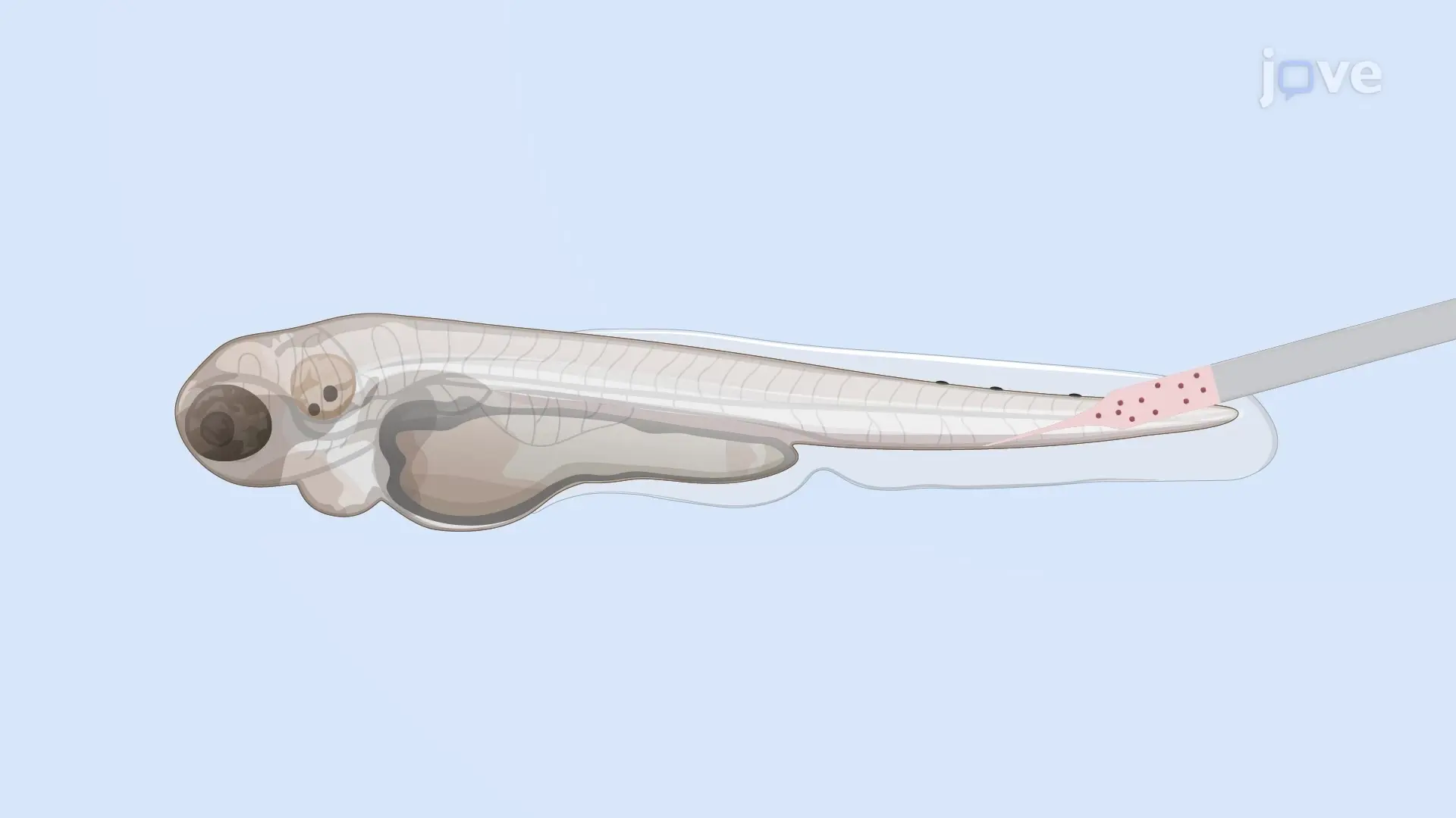 Intravenous Microinjection of Nephrotoxins into Zebrafish Embryo: A Technique to Deliver Nephrotoxic Agents into the Bloodstream of Zebrafish Embryo