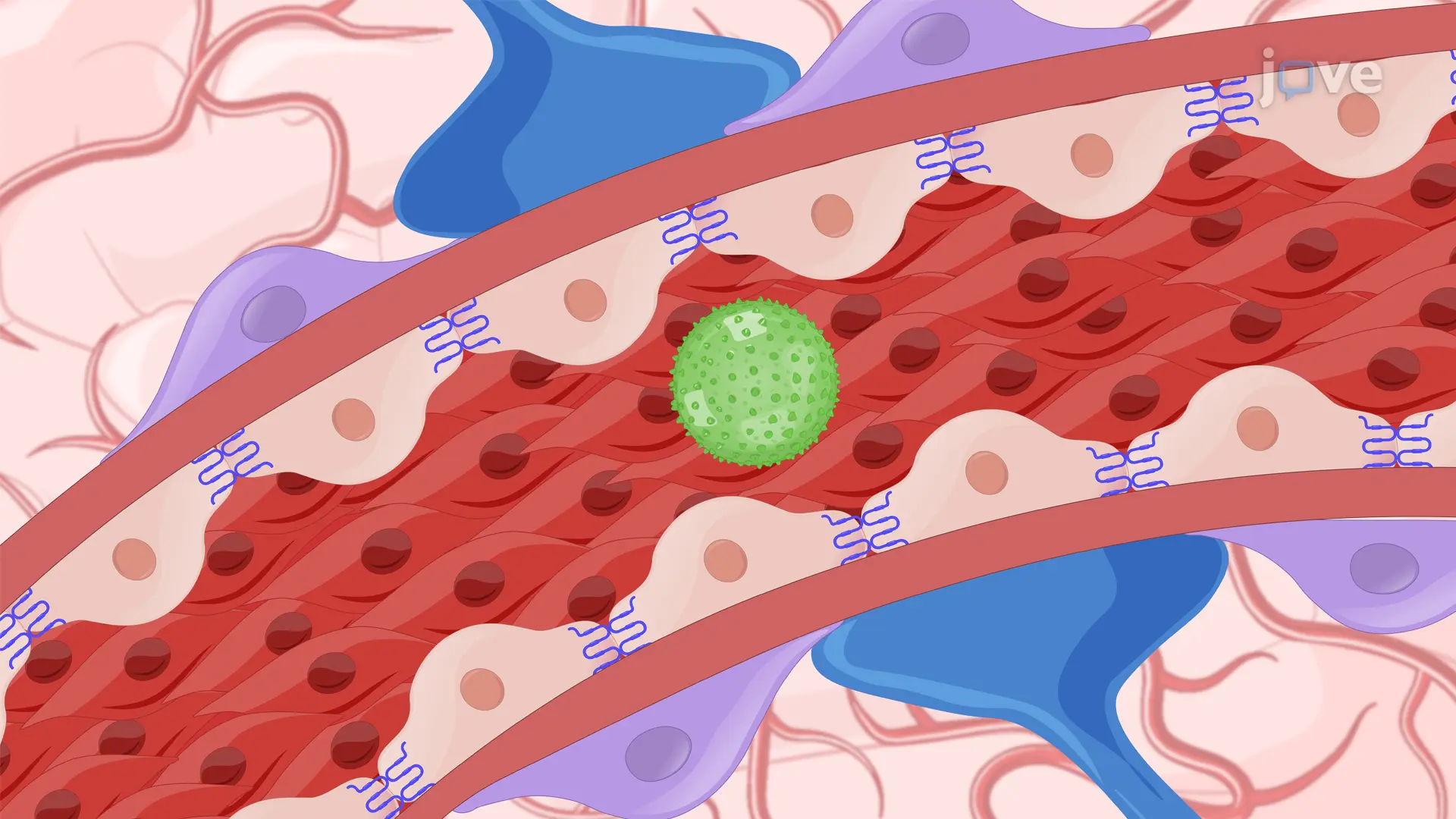Focus Ultrasound Based Microbubble Mediated Blood-Brain Barrier Opening: A Technique to Create Localized Transient Openings in Blood-Brain Barrier of Mouse by Sonoporation