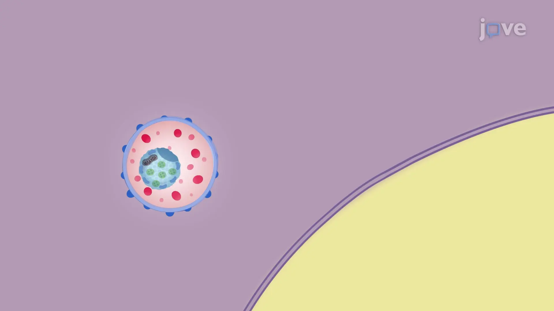 In Vitro Phagocytosis Assay: A Live Imaging Based Method to Study Real-time Astrocyte Mediated Synaptosome Phagocytosis