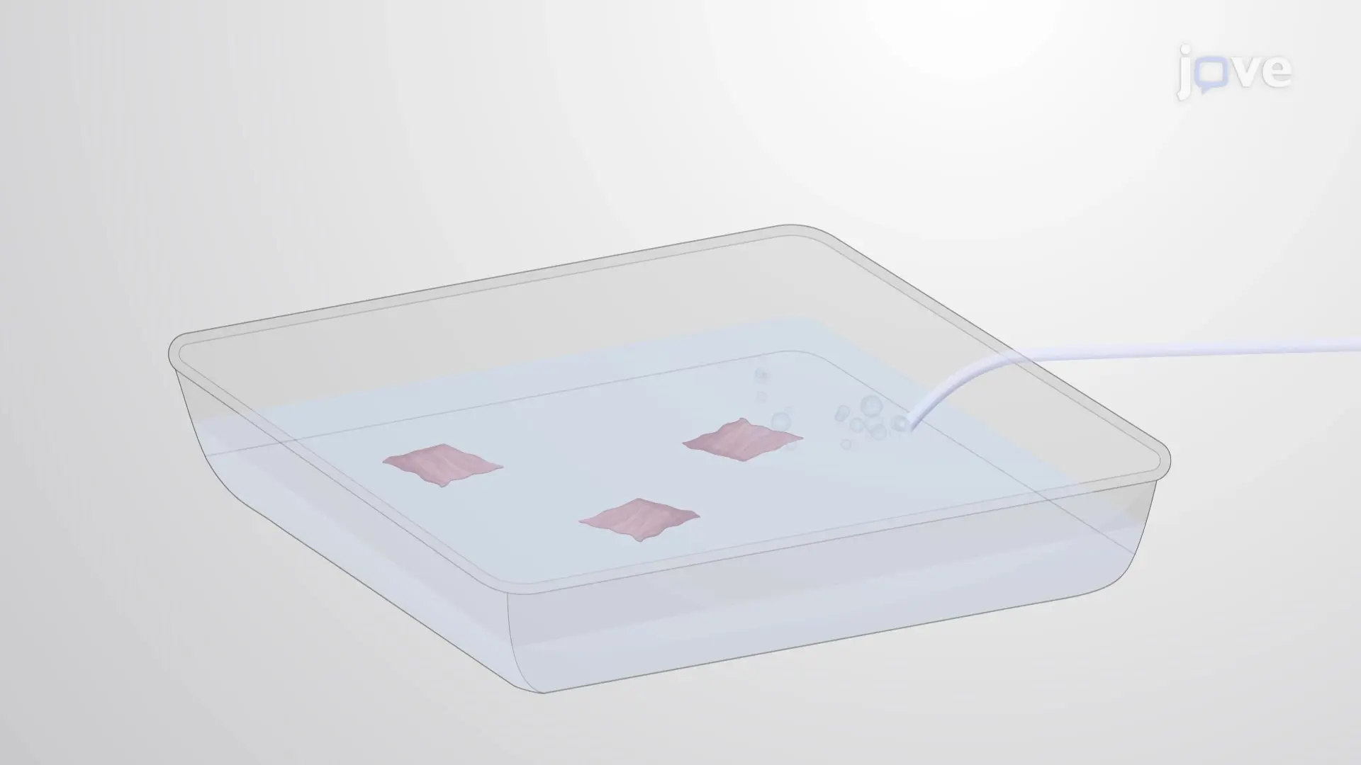 Generation of Porcine Ventricular Slices: A Vibratome-based Technique to Prepare Ultra-thin Slices of Pig Heart Tissue