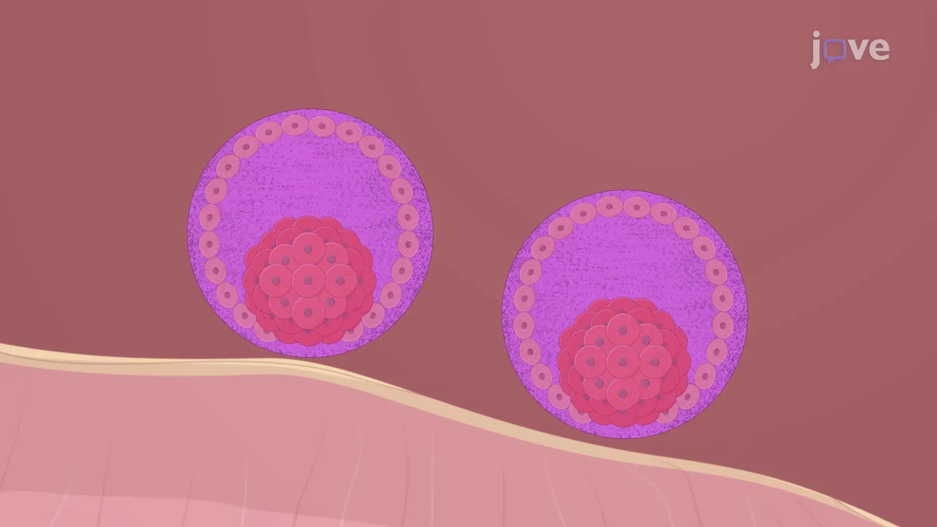 Embryo Transfer Into Rabbit: A Procedure for Laparoscopy-Guided Transfer of Embryos Into Oviduct of Ovulating Recipient Female Rabbit Model