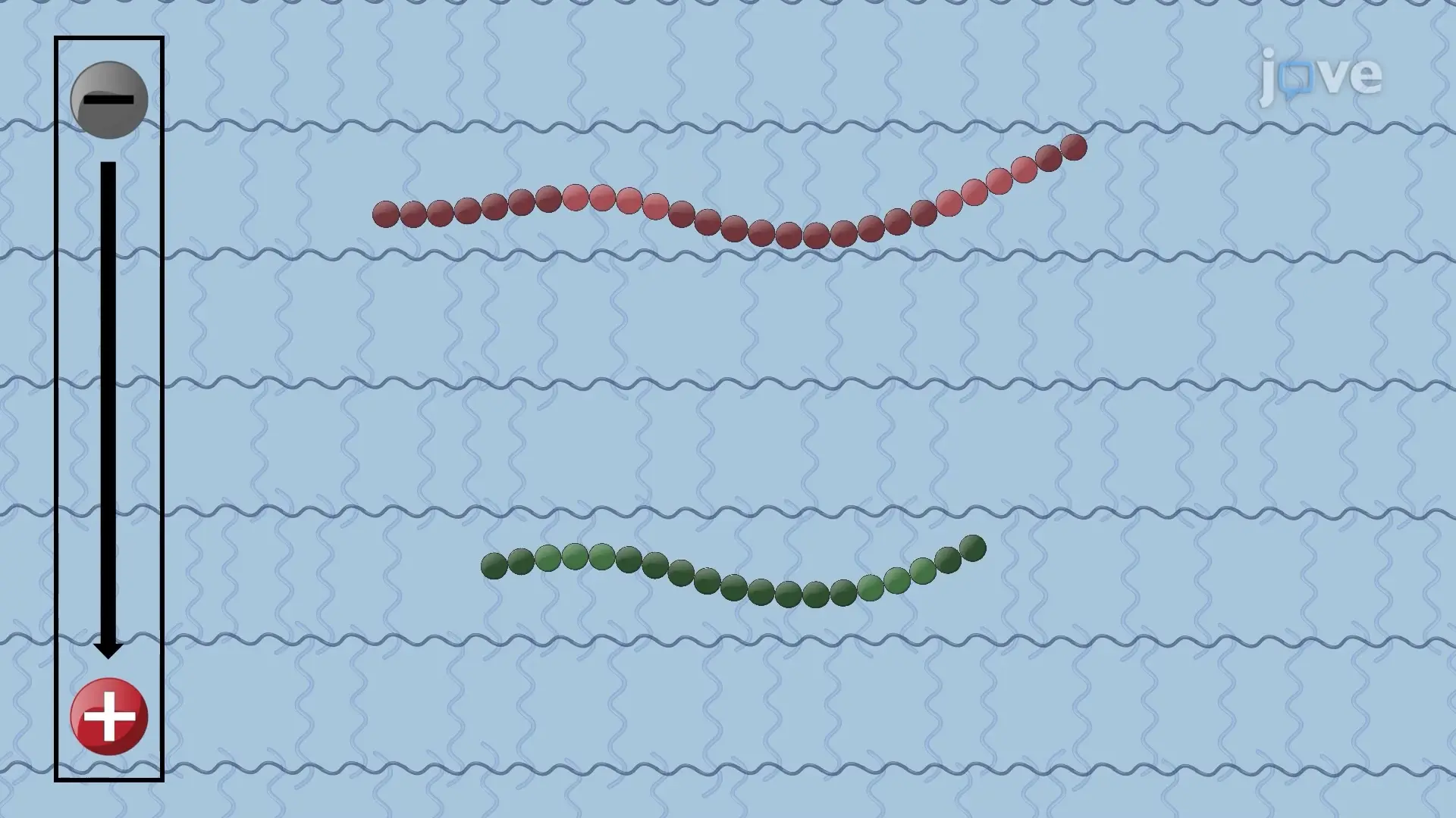 Sodium Dodecyl Sulphate Polyacrylamide Gel Electrophoresis for Protein Analysis: A Technique to Separate and Visualize Proteins Based on Molecular Weight