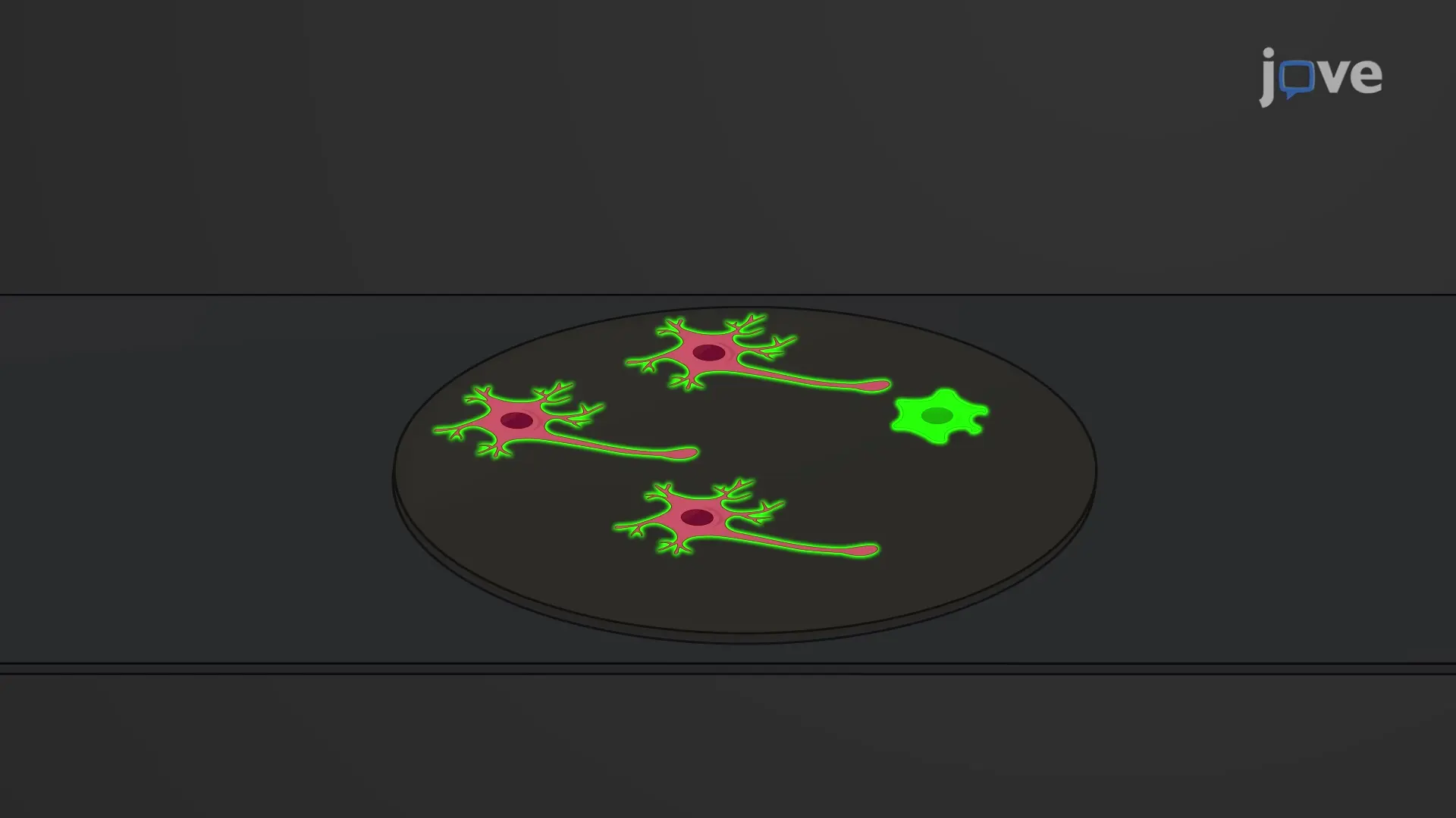 Immunofluorescence Assay to Evaluate Effect of Target Proteins on Neurite Outgrowth