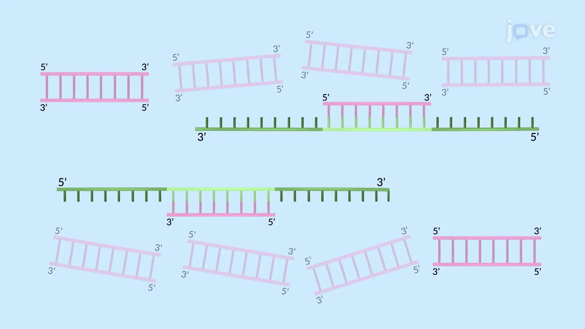 Nested-PCR to Detect a Specific Viral Genomic Sequence