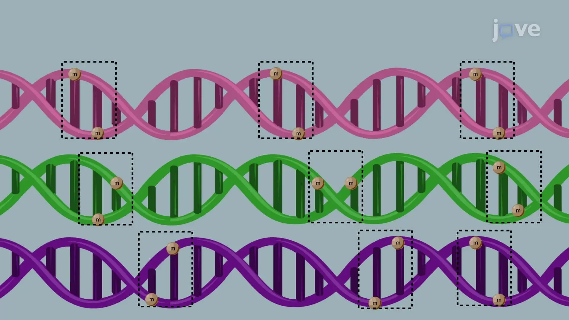 Multiplex Droplet Polymerase Chain Reaction to Detect DNA Methylation in Leukocytes