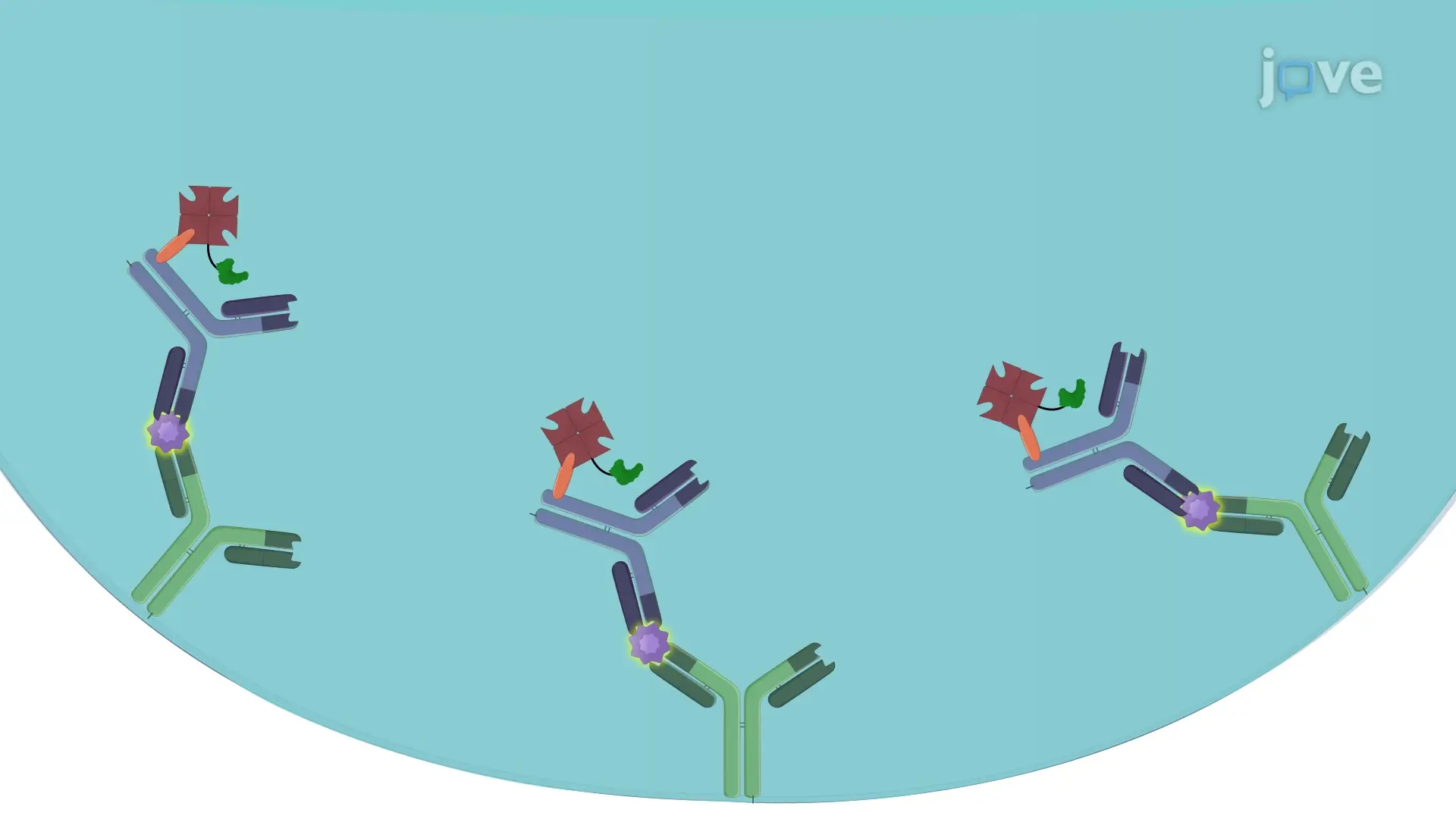 ELISA-Based Reporter Assay to Study the Receptor-Ligand Interaction in BW Cells