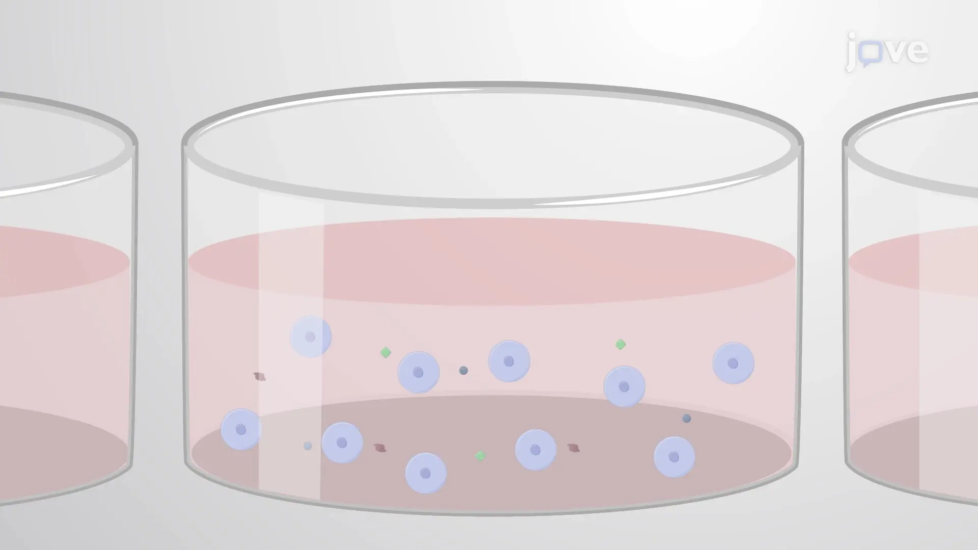 Differentiation of Human-Induced Pluripotent Stem Cells into Macrophages