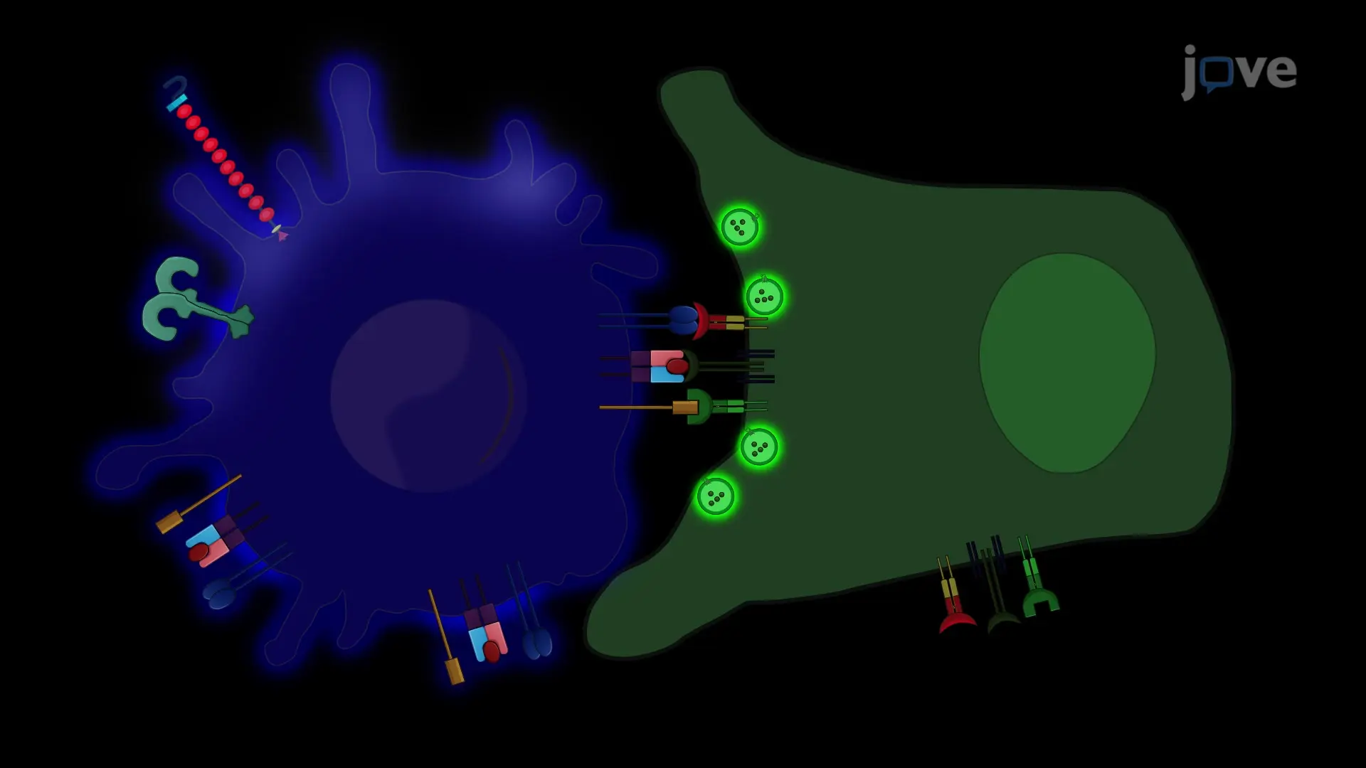 Immunological Synapse Formation Between Helper T Cells and Antigen-Presenting Cells