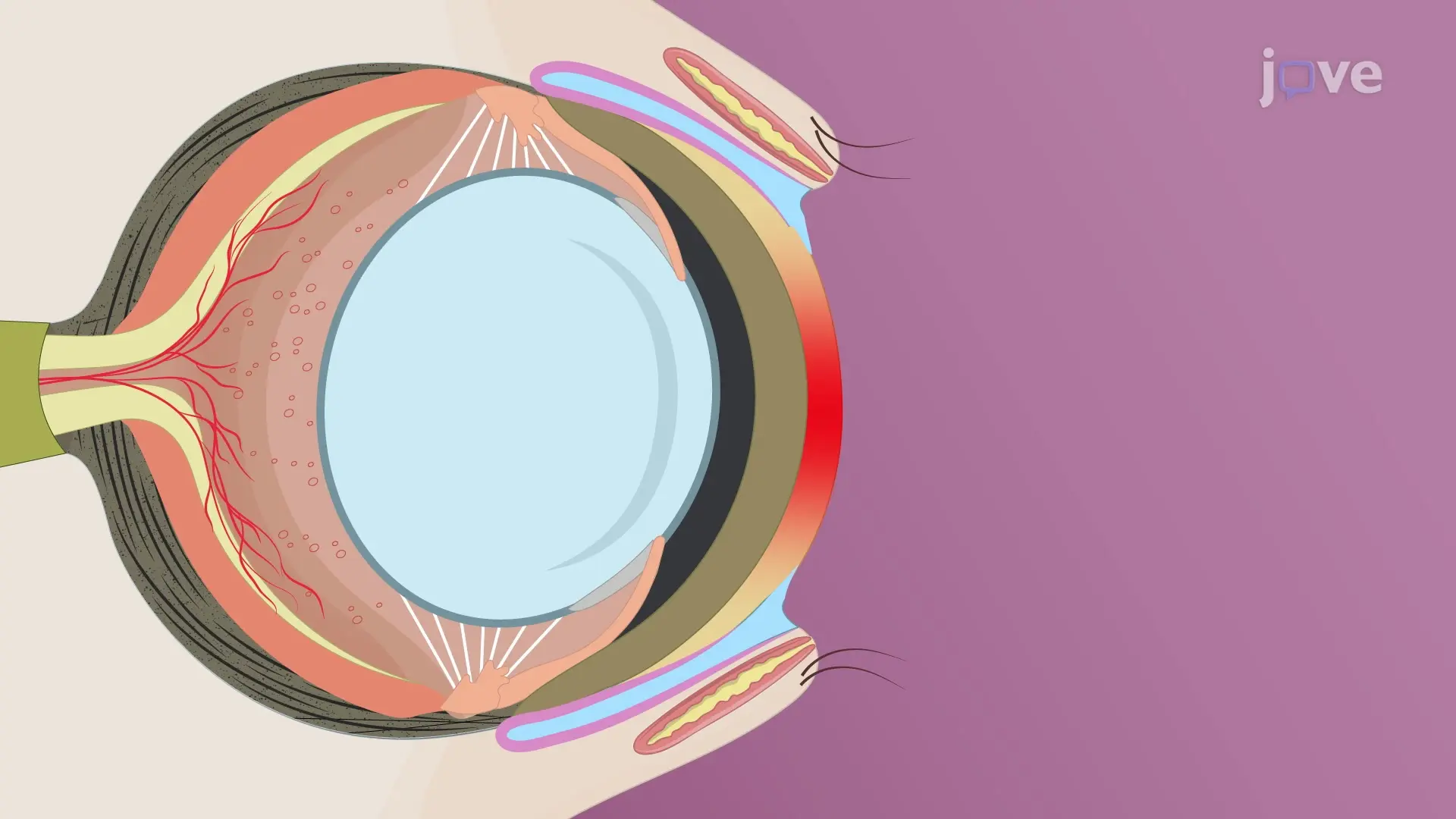 A Method to Induce Ocular Surface Inflammation in a Murine Model