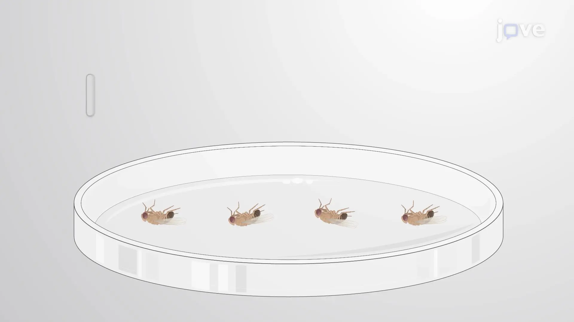 Measuring E. coli Bacterial Load in Drosophila melanogaster following E. coli Infection