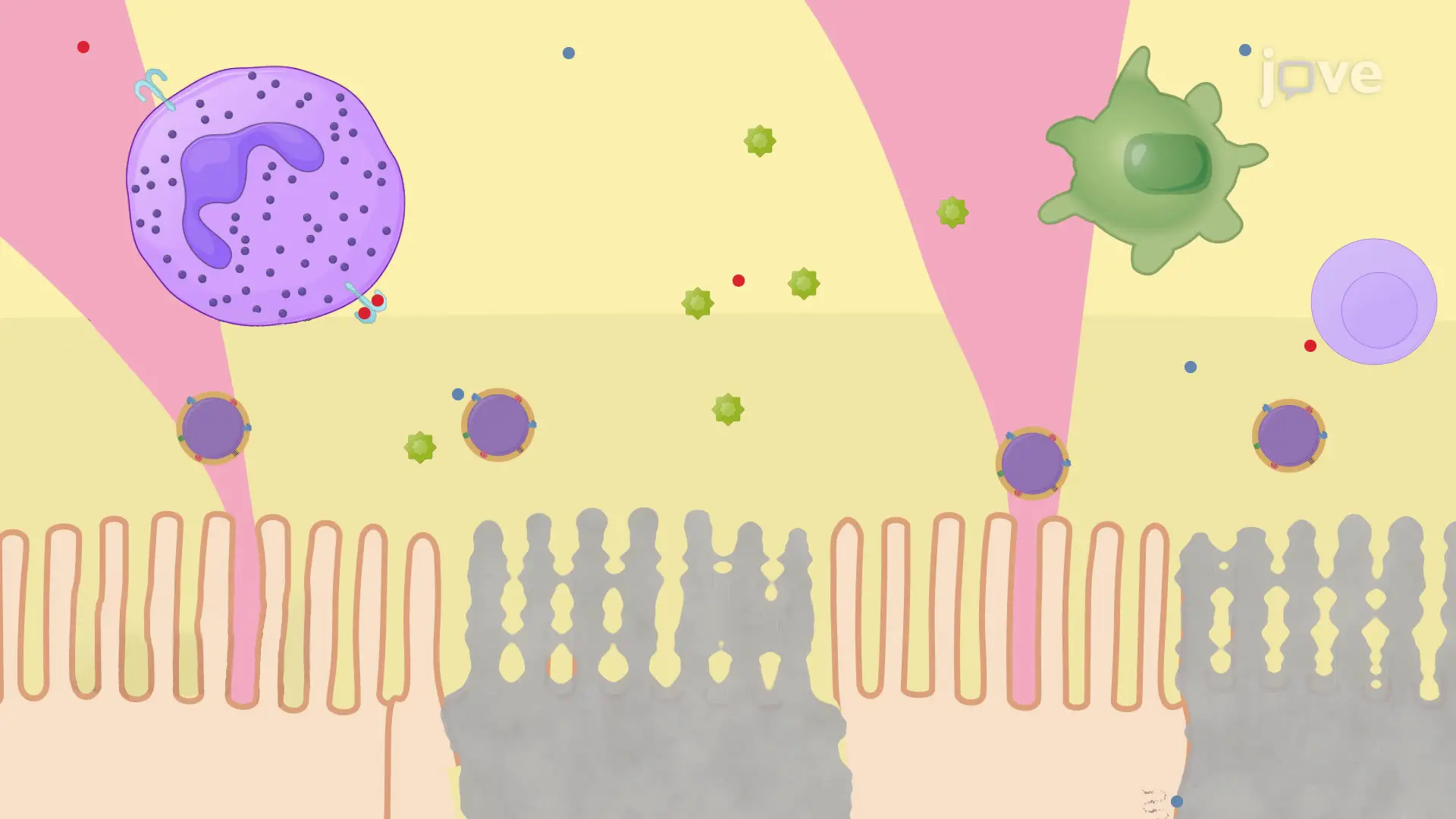 Intrabronchial Instillation of Streptococcus pneumoniae in Immunocompetent Rodent Models