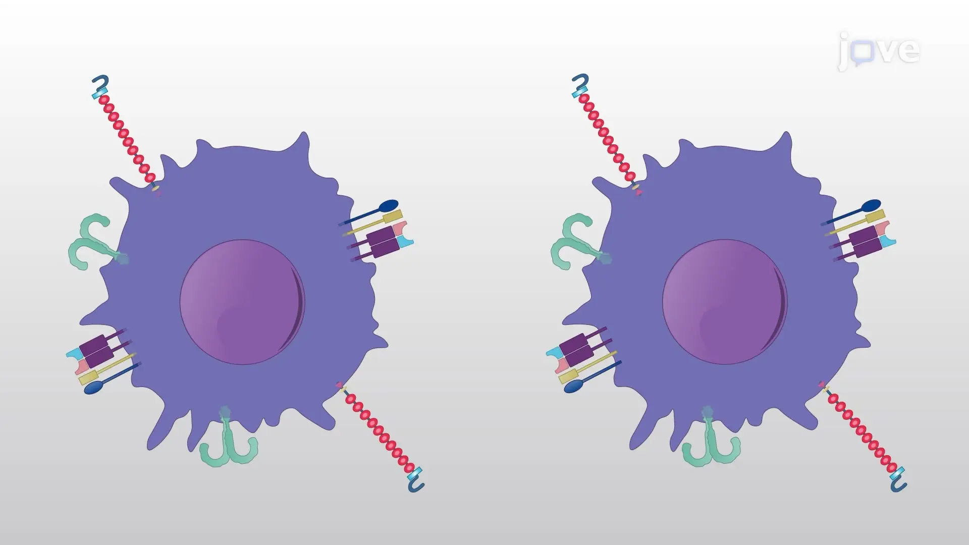 Effect of an Immunomodulatory Pharmacological Agent on the Interaction Between Dendritic Cells and CD4+ T Cells