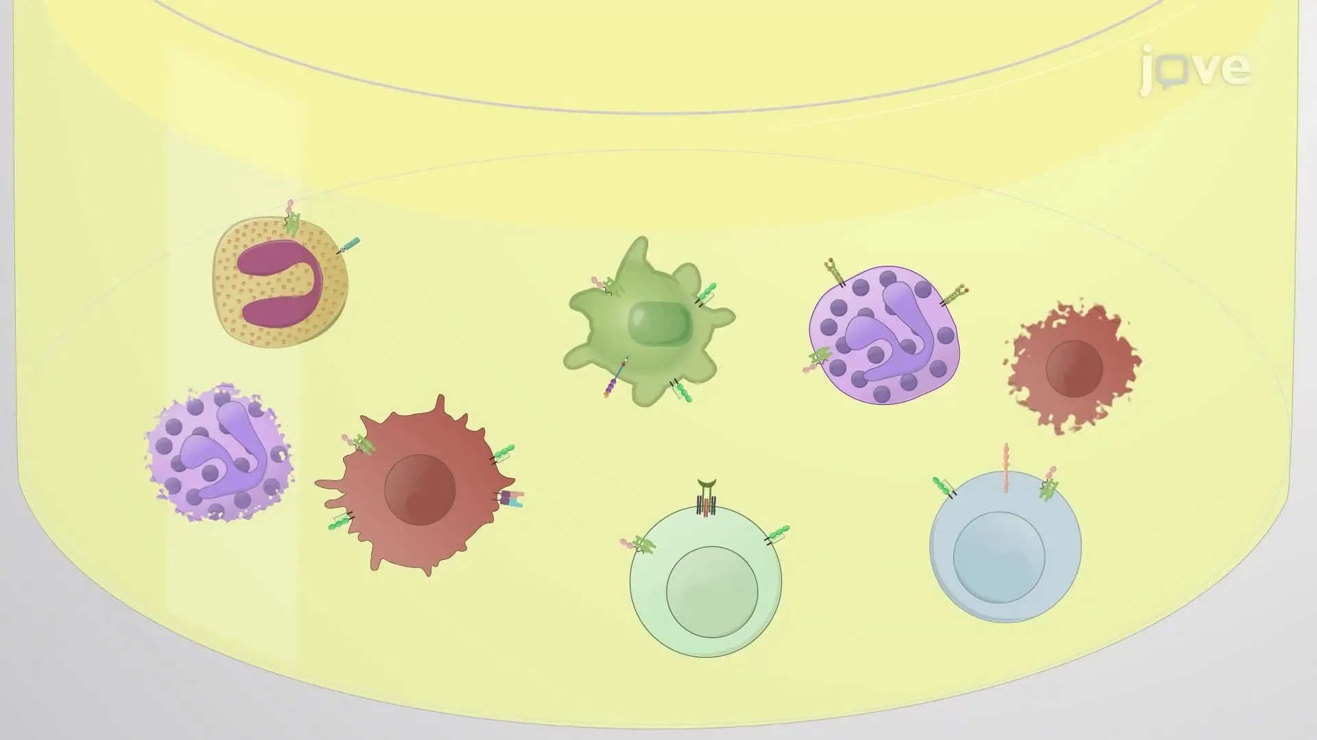Identification and Enumeration of Immune Cells in Bronchoalveolar Lavage Fluid by Flow Cytometry
