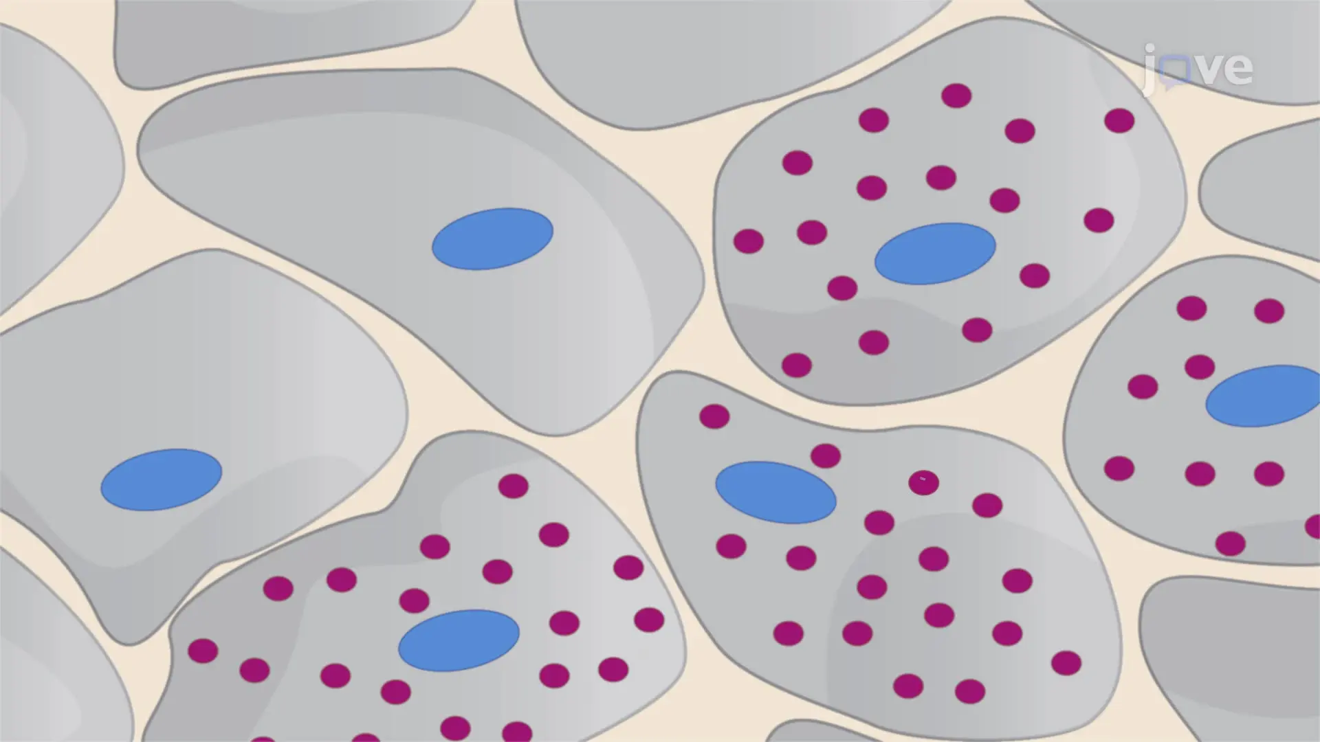 An Immunohistochemistry Staining for the Detection of Rabies Virus Antigens