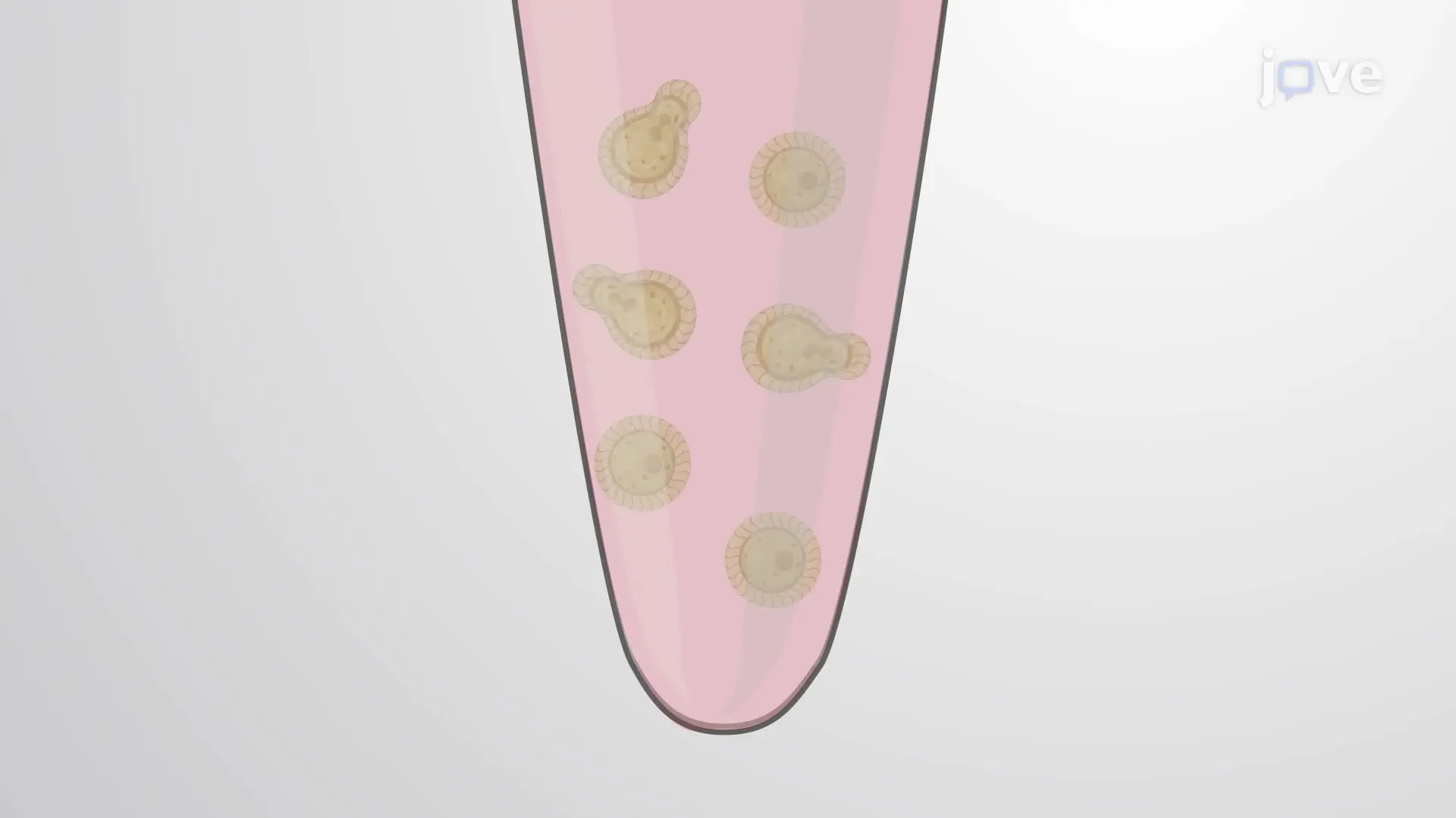 The Effect of Aspirin and Ibuprofen on the Phagocytic Ability of Macrophages