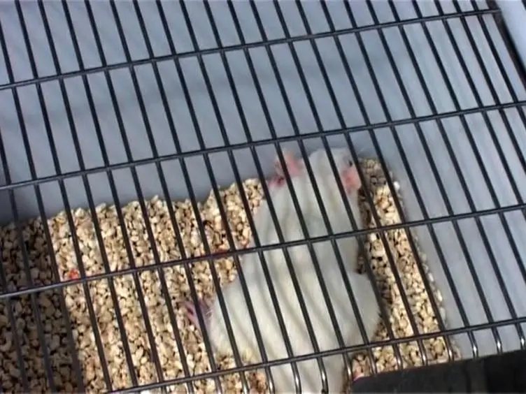 Aufsteigend Aortakonstriktion bei Ratten zur Erstellung von Drucküberlast Herzhypertrophie Modell