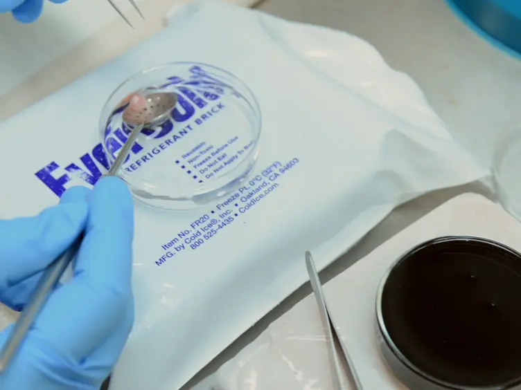 Cultura della embrionali di topo cocleari espianti e Gene Transfer con elettroporazione
