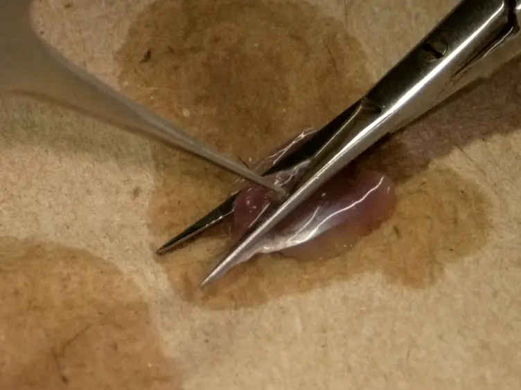 Isolement des mitochondries à partir des quantités minimes de souris muscle squelettique pour les mesures à haut débit microplaques respiratoires