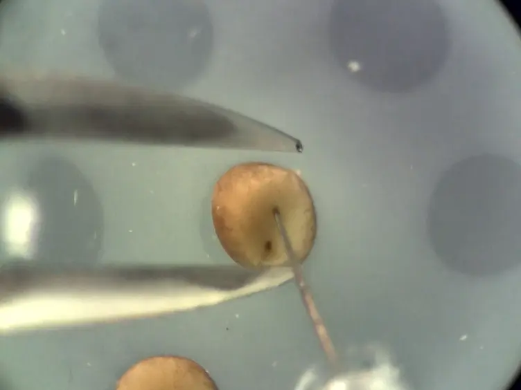 Cellule staminali simil-