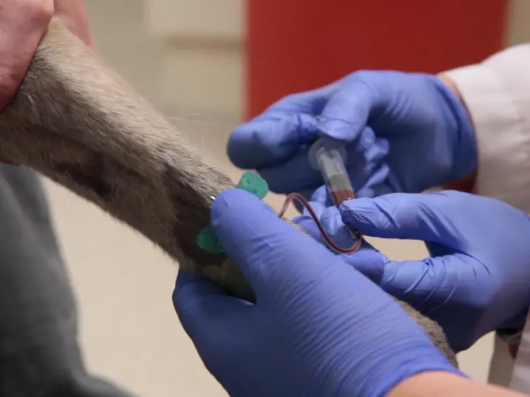 Un semplice test di fluorescenza per la quantificazione del Canine neutrofili extracellulare Trappola di uscita