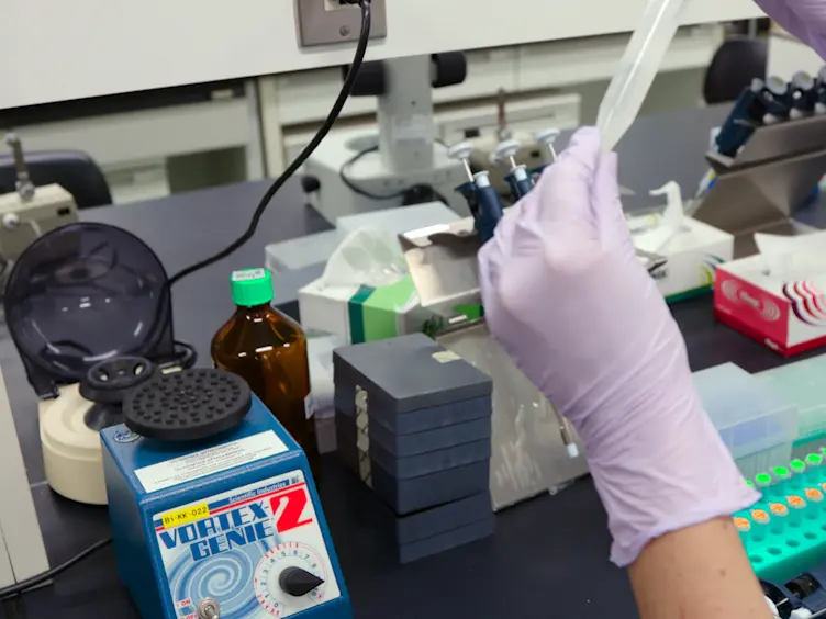 Une méthode efficace pour l'isolement de l'ARN hautement purifiées de semences pour une utilisation dans quantitative transcriptome Analyse