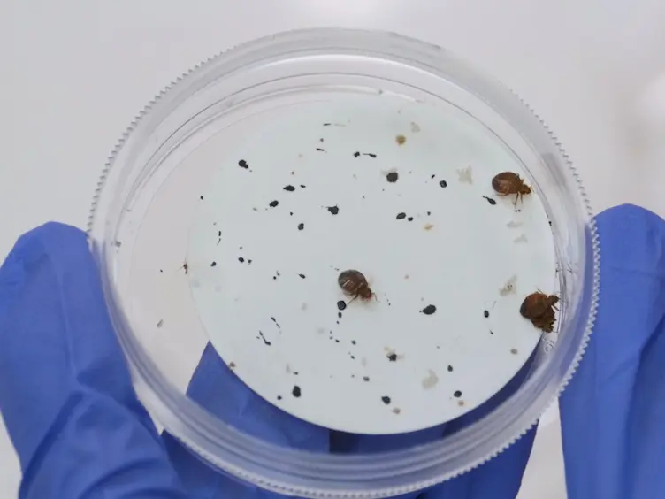 Um método para avaliar Inseticida Eficácia contra Bed Bug,
