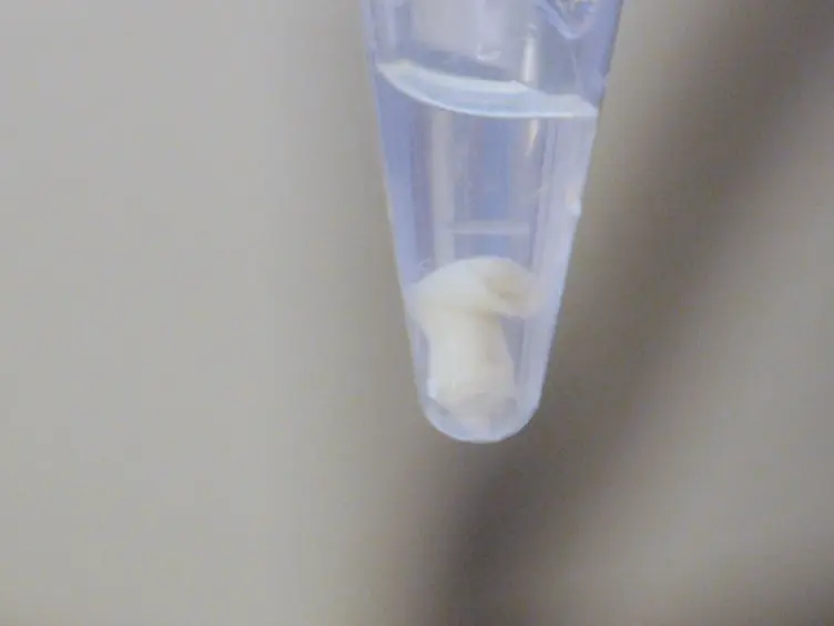 Dissection, microCT Numérisation et morphométriques Analyses du Baculum