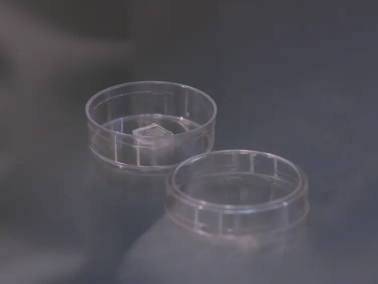 In-vitro- Ovulum Anbau für Live Cell Imaging der Zygote Polarisation und Embryo Musterung in Arabidopsis thaliana