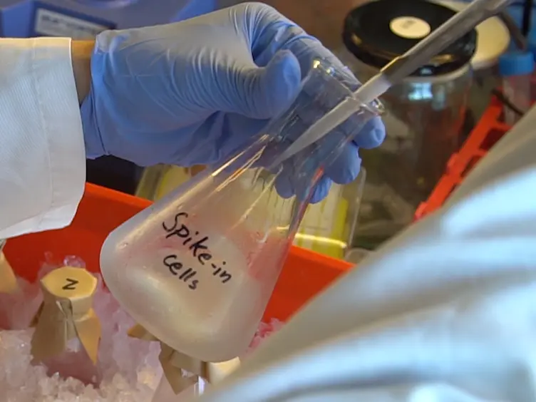 Quantificazione di abbondanza e ricarica i livelli di RNA di trasferimento in Escherichia coli
