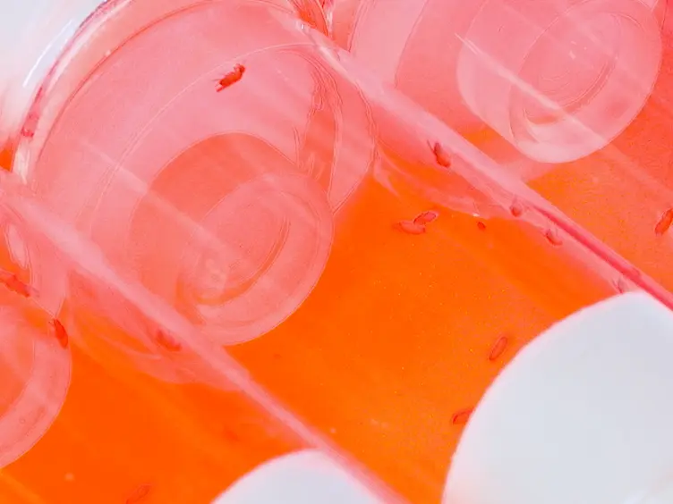 Combinant les dosages quantitatifs-la prise alimentaire et activation par la force des neurones pour étudier l’appétit chez la drosophile