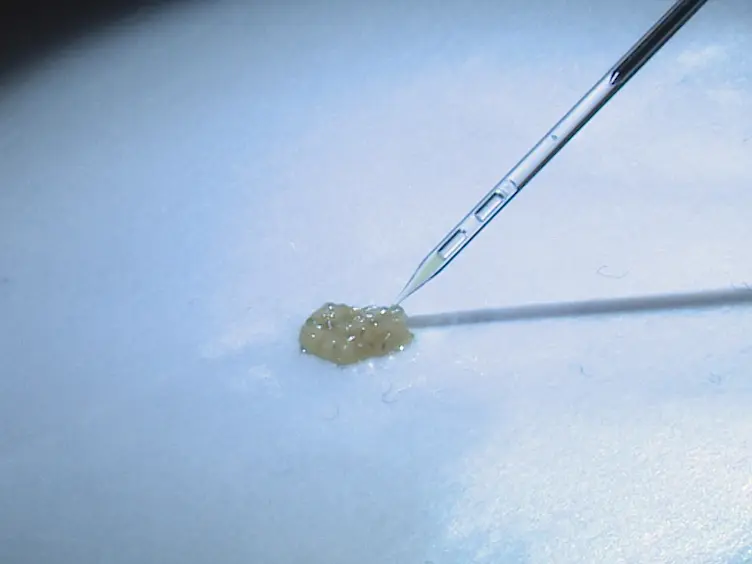 Extração de hemócitos de larvas de Drosophila melanogaster para infecção microbiana e análise
