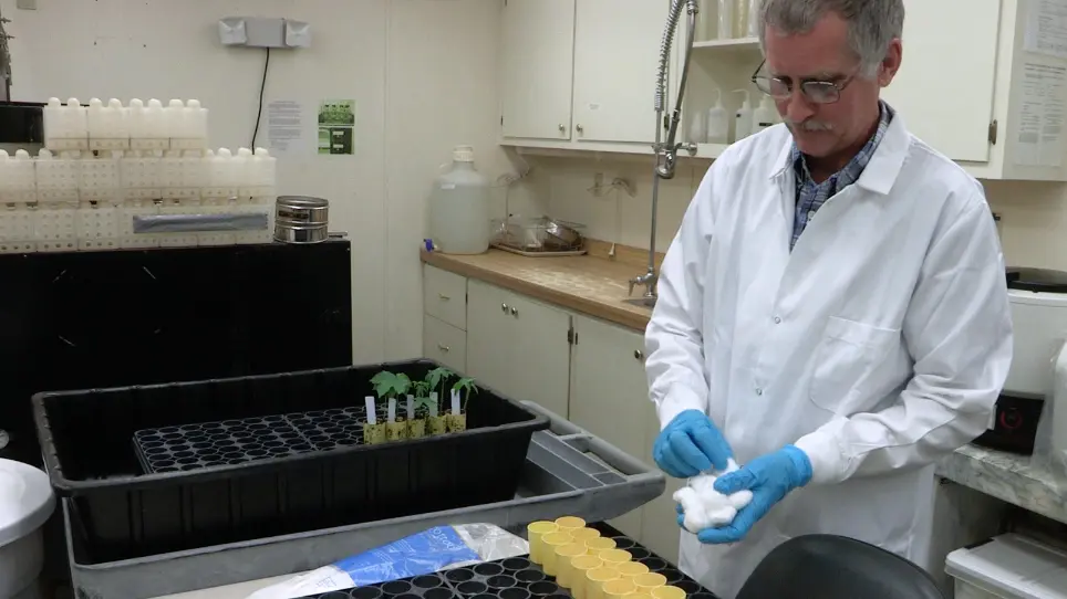 Dépistage des génotypes de coton pour la résistance au nématode reniforme