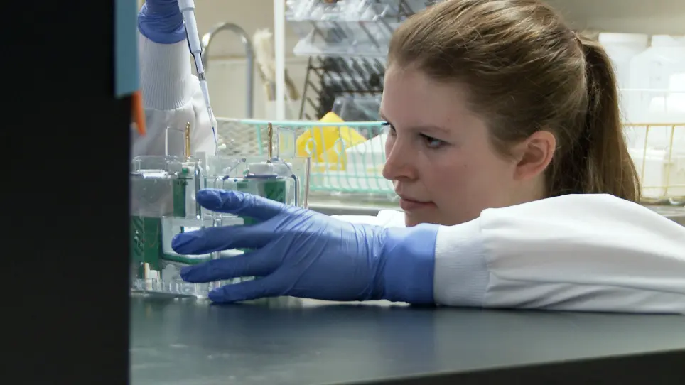 Immunoblotting quantitativa de linhas celulares como um padrão para validar a imunofluorescência para quantificar proteínas biomarcador em amostras de tecido de rotina