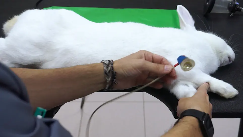 Esame ecocardiografico transtoracico nel modello del coniglio