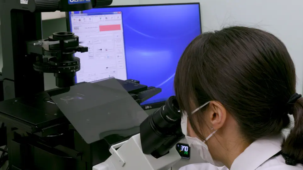 Coltura di cellule batteriche a livello di singola cellula all'interno di vescicoli giganti