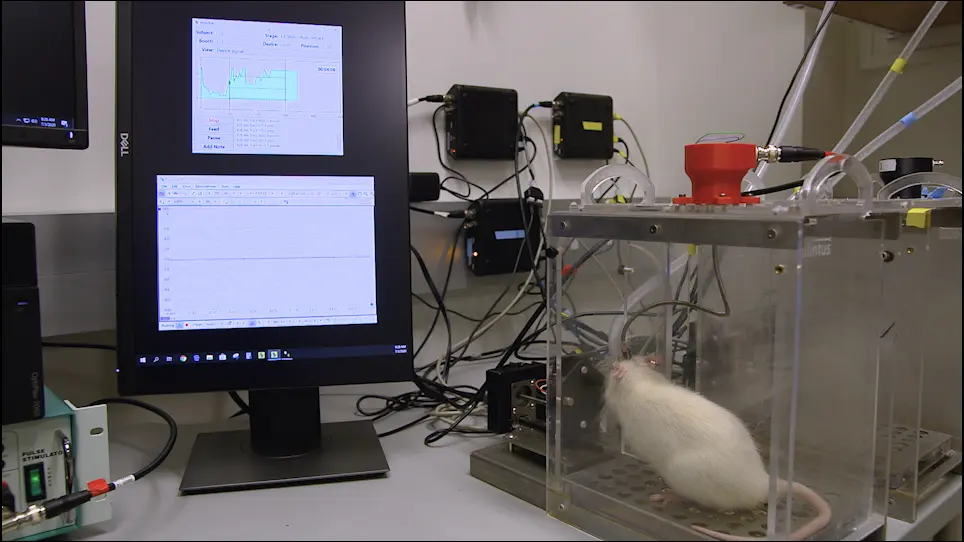 Preparación de electrodos de estimulación nerviosa periférica para la implantación crónica en ratas
