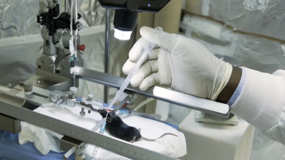 Trazado anatómico y funcional combinado in vivo de terminales de glutamato del área tegmental ventral en el hipocampo