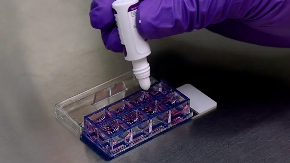 Fabricación de matrices de microtejidos cardíacos 3D utilizando cardiomiocitos humanos derivados de iPSC, fibroblastos cardíacos y células endoteliales