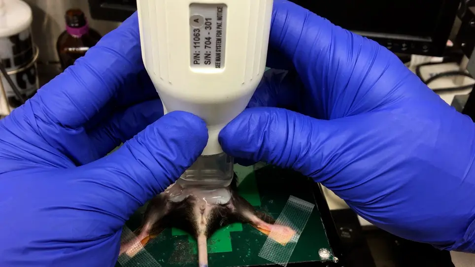 Ma souris est-elle enceinte? Évaluation par ultrasons à haute fréquence