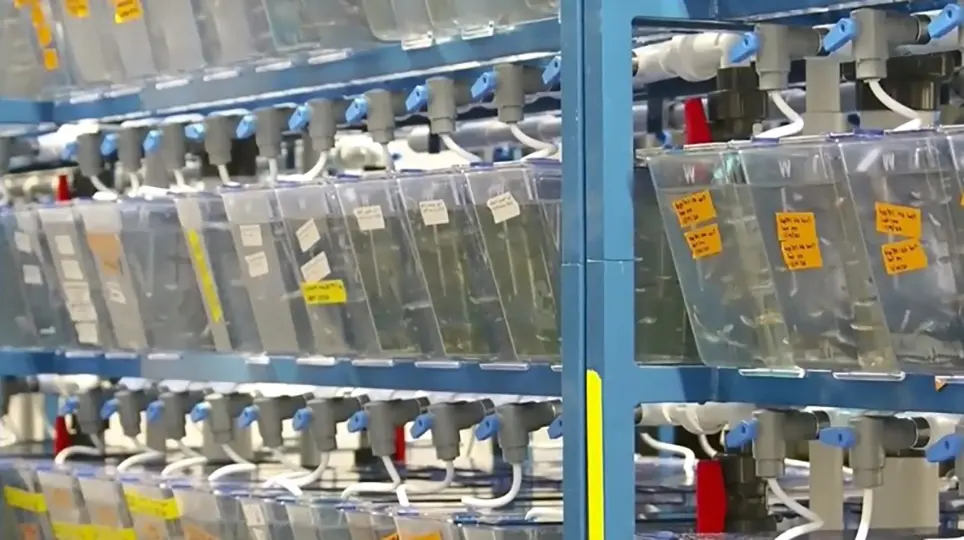 Un cultivo de explantes de cola 3-D para estudiar la segmentación de vertebrados en el pez cebra