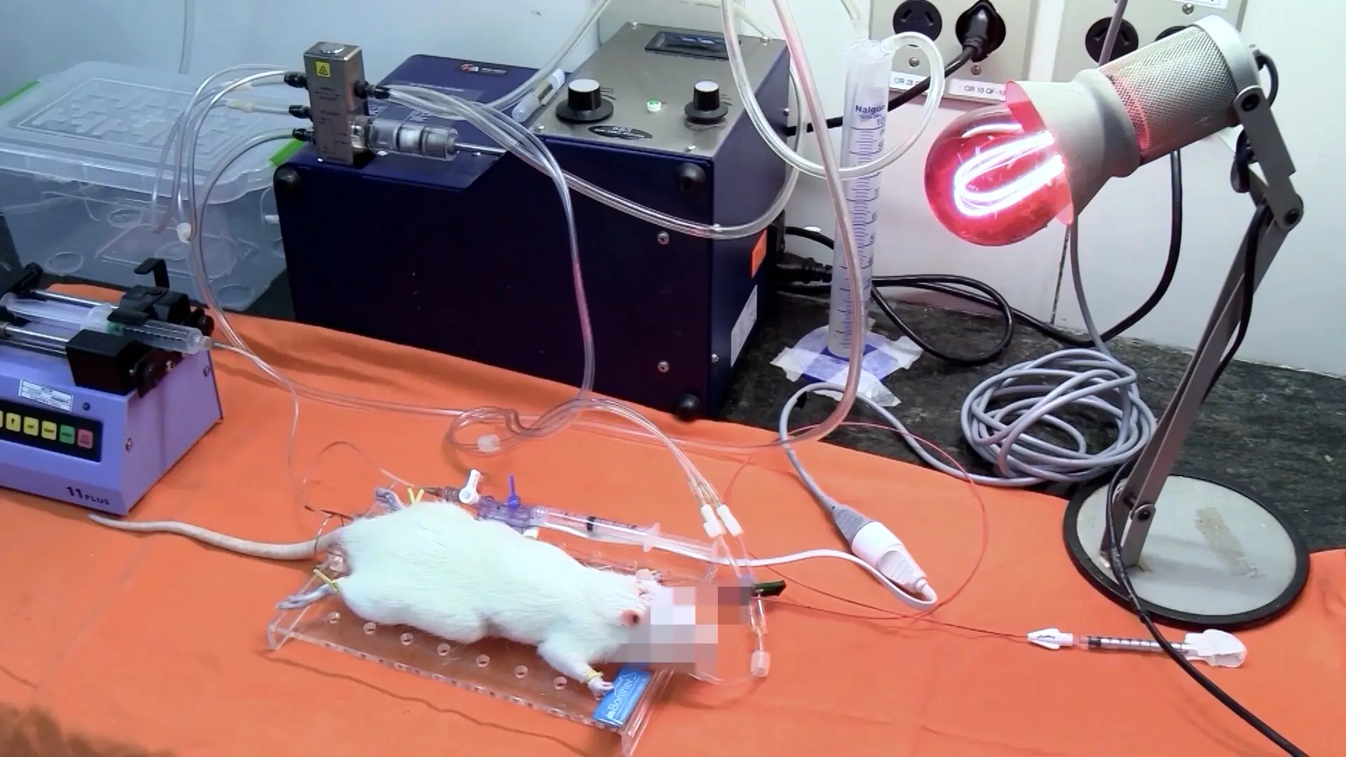 Estudo de modelos experimentais de doação de órgãos para transplante pulmonar