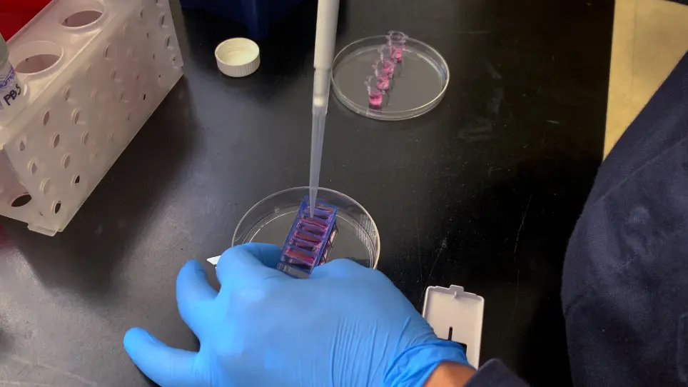 Modellazione paracrina non canonica Wnt Signaling In Vitro
